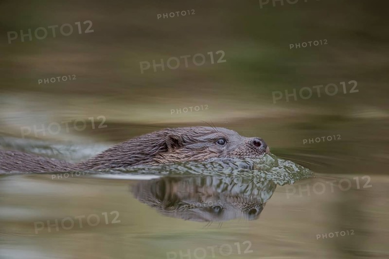 European otter (Lutra lutra) adult mammal swimming in the water of a river, Norfolk, England, United Kingdom