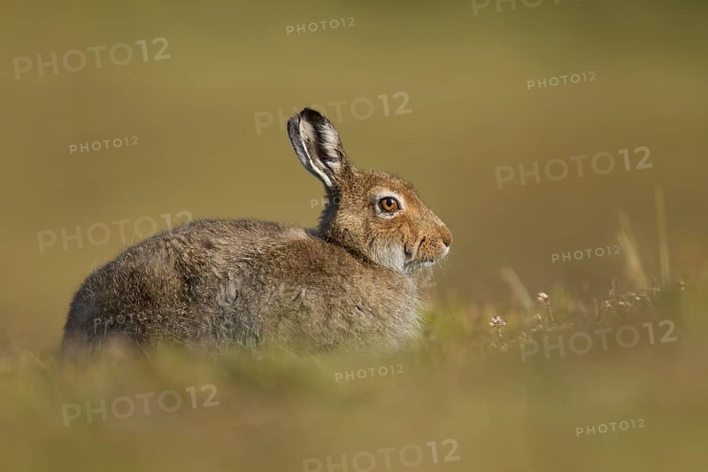 Mountain hare (Lepus timidus) adult mammal in summer coat on an upland moorland, Scotland, United Kingdom