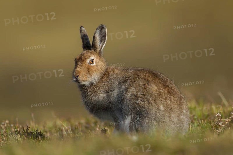 Mountain hare (Lepus timidus) adult mammal in summer coat stood on a mountain ridge, Scotland, United Kingdom