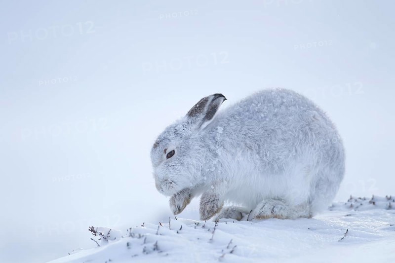 Mountain hare (Lepus timidus) adult mammal in winter coat searching for food on a snow covered mountain, Scotland, United Kingdom