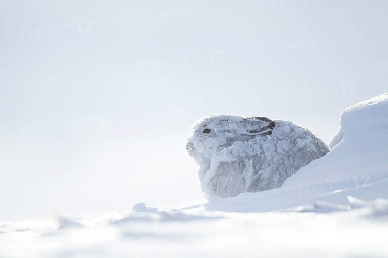 Mountain hare (Lepus timidus) adult mammal in winter coat resting in its form on a snow covered mountain, Scotland, United Kingdom