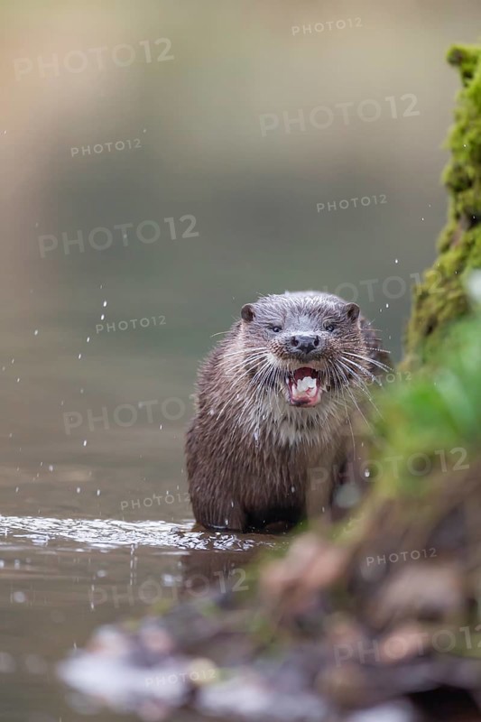 European otter (Lutra lutra) adult mammal feeding on a fish by a river bank, Norfolk, England, United Kingdom