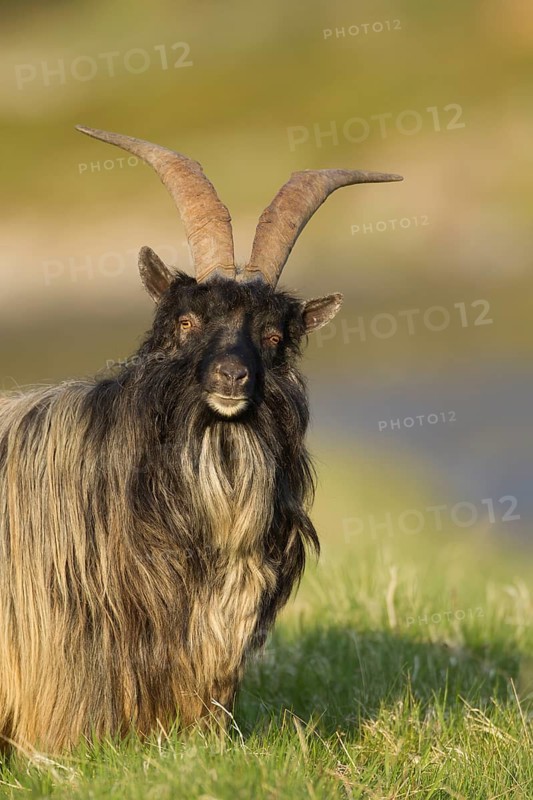 Feral or Mountain goat (Capra hircus) adult mammal in a mountain meadow in spring, Scotland, United Kingdom
