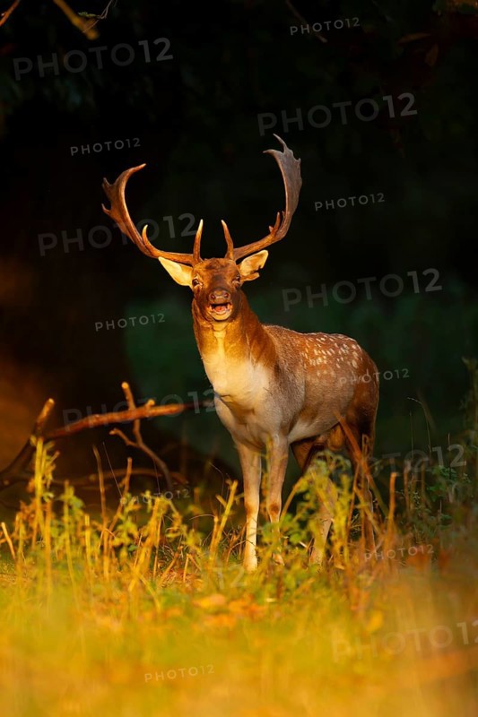 Fallow deer (Dama dama) adult male buck mammal roaring during the rutting season on the edge of a woodland in autumn, England, United Kingdom