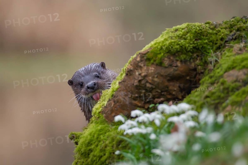 European otter (Lutra lutra) adult mammal on a river bank in spring, Norfolk, England, United Kingdom