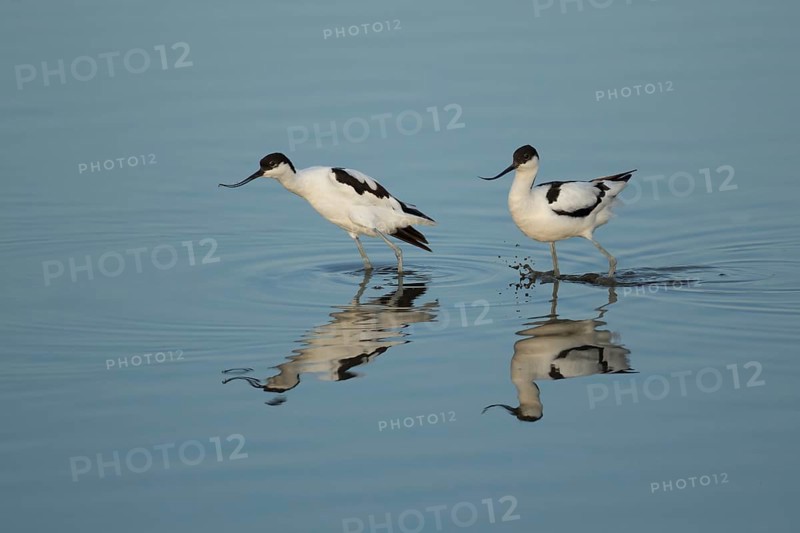 Pied avocet (Recurvirostra avosetta) two adult wading birds on a lagoon in summer, RSPB Titchwell nature reserve, Norfolk, England, United Kingdom
