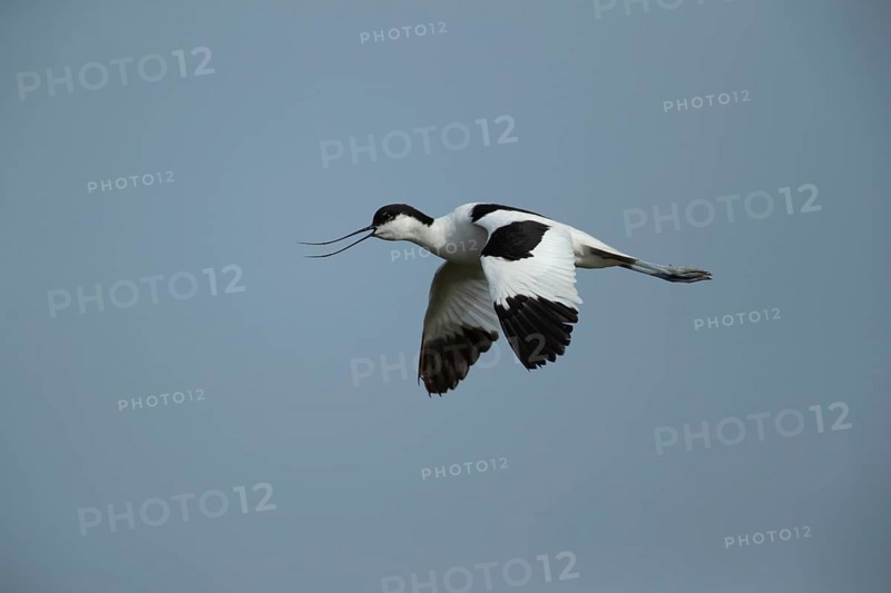 Pied avocet (Recurvirostra avosetta) adult wading bird calling in flight in summer, RSPB Minsmere nature reserve, Suffolk, England, United Kingdom