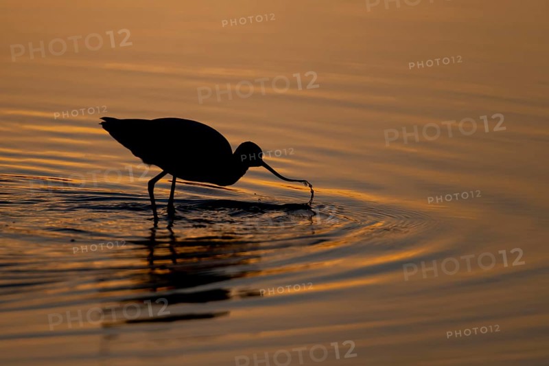 Pied avocet (Recurvirostra avosetta) adult wading bird feeding in a shallow lagoon silhouette at sunset in summer, RSPB Minsmere nature reserve, Suffolk, England, United Kingdom