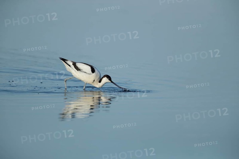 Pied avocet (Recurvirostra avosetta) adult wading bird feeding in a shallow lagoon in summer, RSPB Minsmere nature reserve, Suffolk, England, United Kingdom
