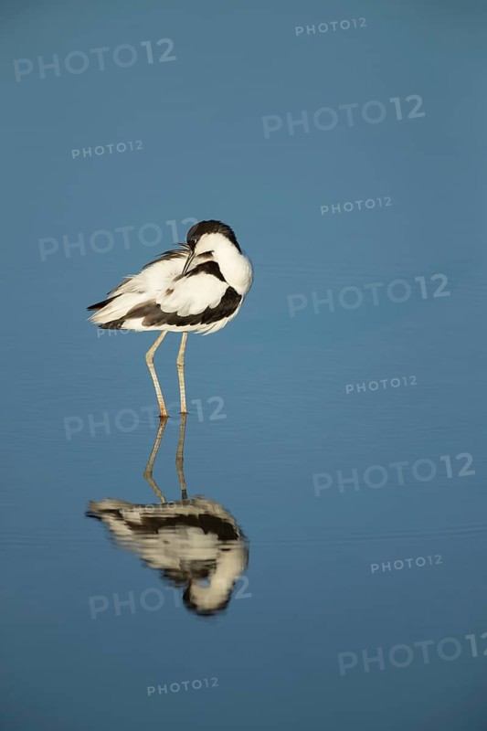 Pied avocet (Recurvirostra avosetta) adult wading bird preening in a shallow lagoon in summer, RSPB Titchwell nature reserve, Norfolk, England, United Kingdom