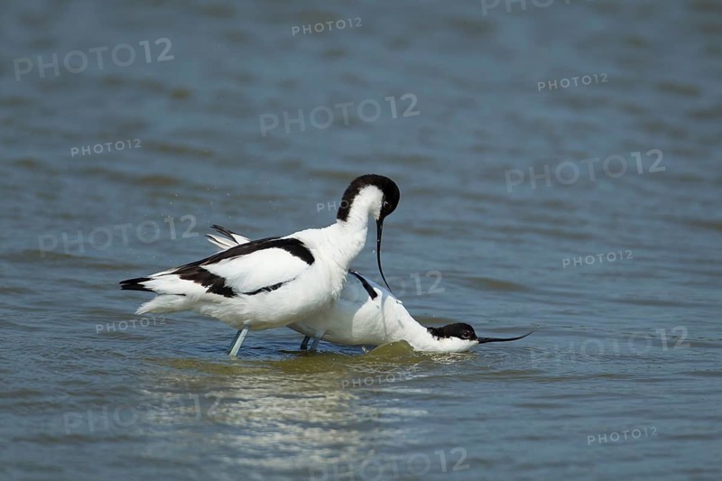 Pied avocet (Recurvirostra avosetta) two adult wading birds in a lagoon with the female bird in submissive pose waiting for the male to mate with her, RSPB Minsmere nature reserve, Suffolk, England, United Kingdom