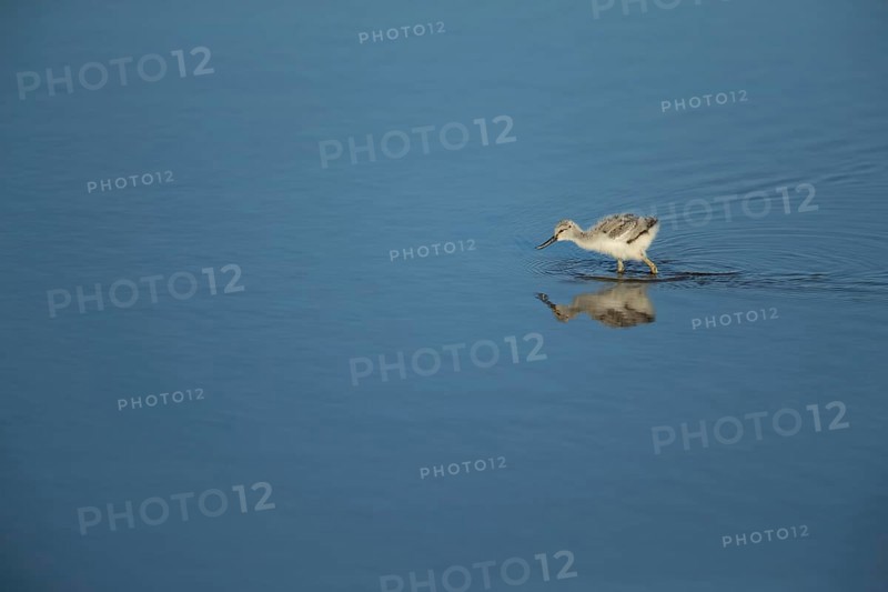 Pied avocet (Recurvirostra avosetta) juvenile baby wading bird in a shallow lagoon in summer, RSPB Titchwell nature reserve, Norfolk, England, United Kingdom
