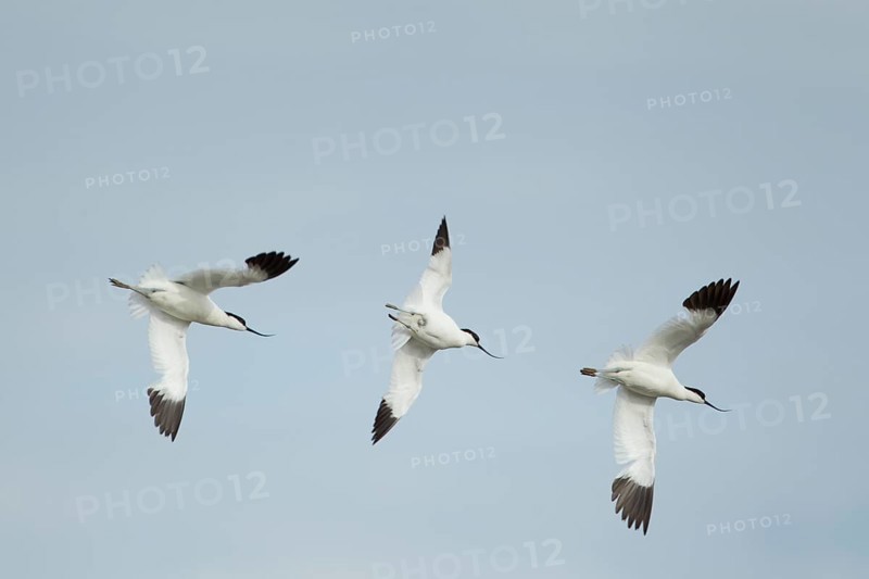 Pied avocet (Recurvirostra avosetta) three adult wading birds flying, England, United Kingdom