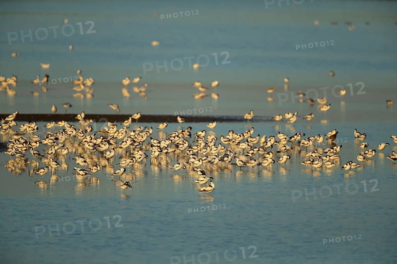 Pied avocet (Recurvirostra avosetta) adult wading birds in a flock on a lagoon in summer, RSPB Titchwell nature reserve, Norfolk, England, United Kingdom
