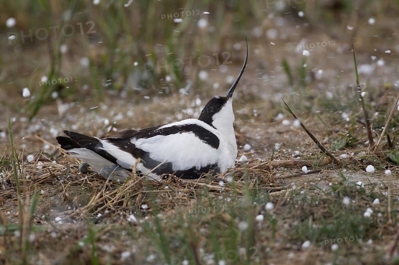 Pied avocet (Recurvirostra avosetta) adult wading bird sitting on a nest in a hail storm in spring, RSPB Minsmere nature reserve, Suffolk, England, United Kingdom