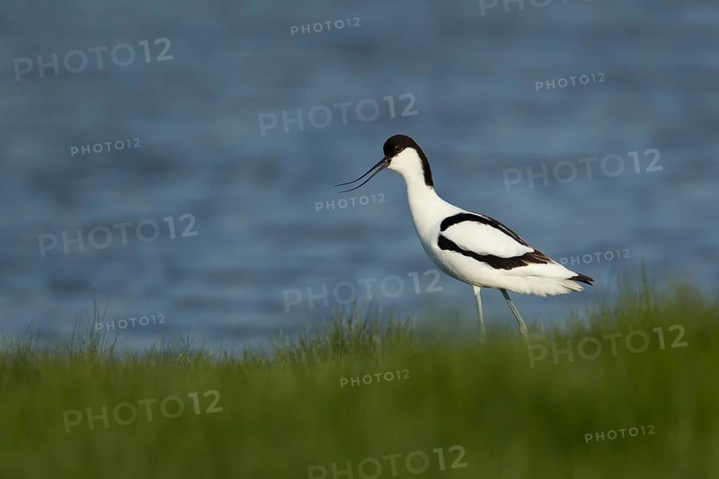Pied avocet (Recurvirostra avosetta) adult wading bird calling in spring, England, United Kingdom
