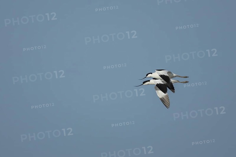 Pied avocet (Recurvirostra avosetta) two adult wading birds in flight in spring, RSPB Minsmere nature reserve, Suffolk, England, United Kingdom