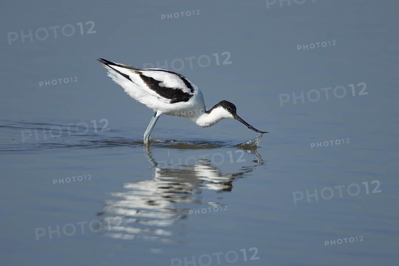 Pied avocet (Recurvirostra avosetta) adult wading bird feeding in a shallow lagoon, RSPB Frampton marsh nature reserve, Lincolnshire, England, United Kingdom