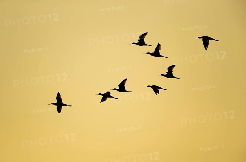 Pied avocet (Recurvirostra avosetta) eight adult wading birds flying in a flock silhouette at sunset in summer, RSPB Frampton marsh nature reserve, Lincolnshire, England, United Kingdom