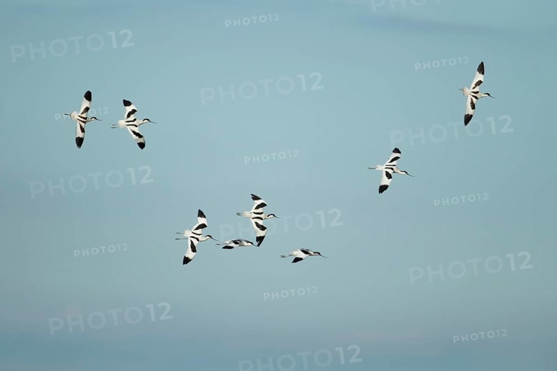Pied avocet (Recurvirostra avosetta) eight adult wading birds flying in a flock in summer, RSPB Frampton marsh nature reserve, Lincolnshire, England, United Kingdom