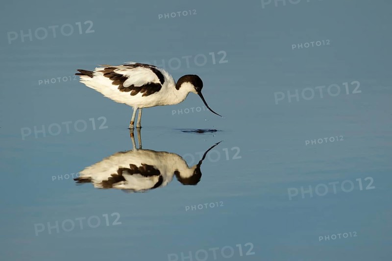 Pied avocet (Recurvirostra avosetta) adult wading bird feeding in a lagoon in summer, RSPB Titchwell nature reserve, Norfolk, England, United Kingdom