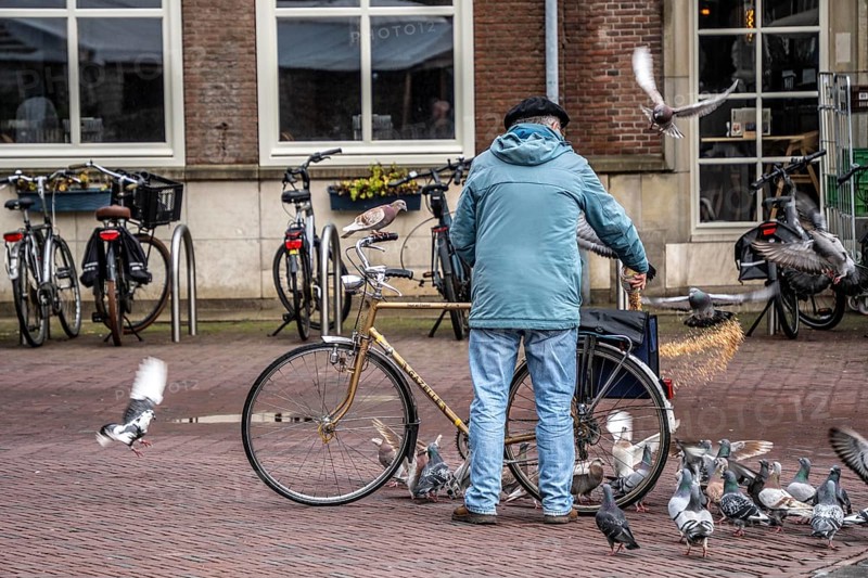 Man feeds pigeons, city pigeons, on the market square of Middelburg, Zeeland, the Netherlands, feeding is prohibited in the city to avoid overpopulation, contamination by bird droppings