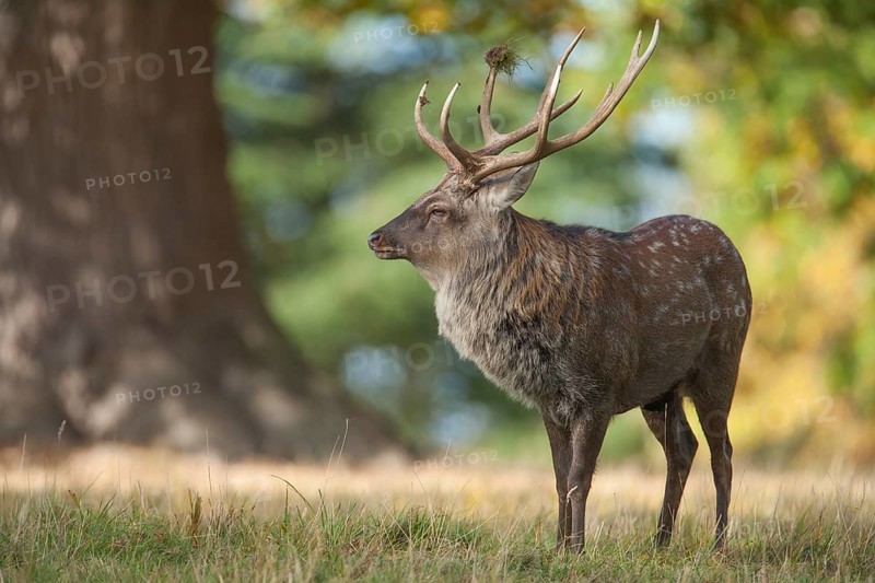 Sika deer (Cervus nippon) adult male stag standing in a woodland clearing in autumn, England, United Kingdom