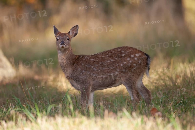 Sika deer (Cervus nippon) juvenile young female doe fawn standing in a woodland clearing in autumn, England, United Kingdom