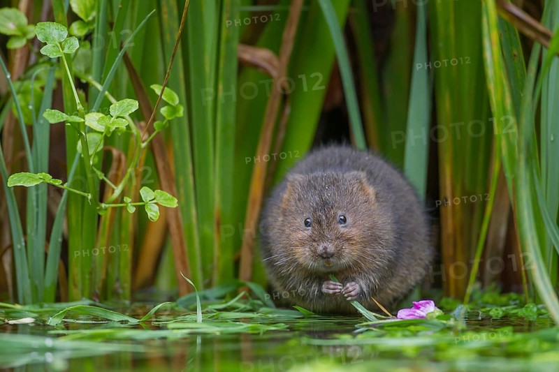 Water vole (Arvicola amphibius) adult rodent animal feeding on plant stems at the edge of a pond, England, United Kingdom