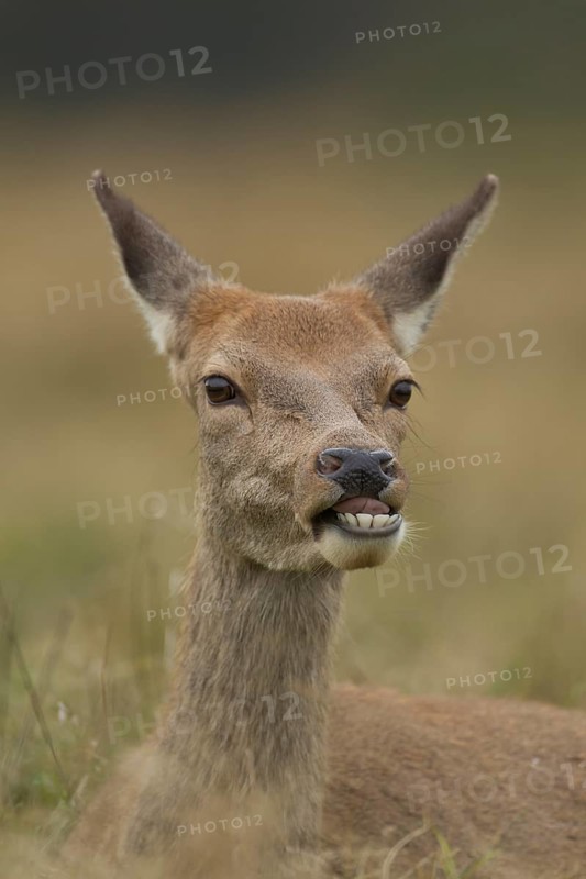 Red deer (Cervus elaphus) adult female hind animal humourously funny sticking its tongue out, England, United Kingdom