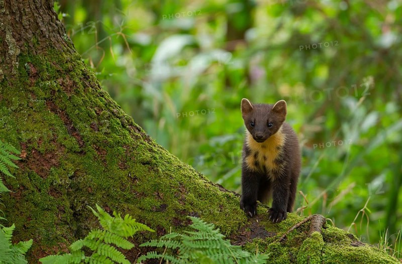 European pine marten (Martes martes) adult mustelid animal on a tree root in a woodland in summer, Scotland, United Kingdom