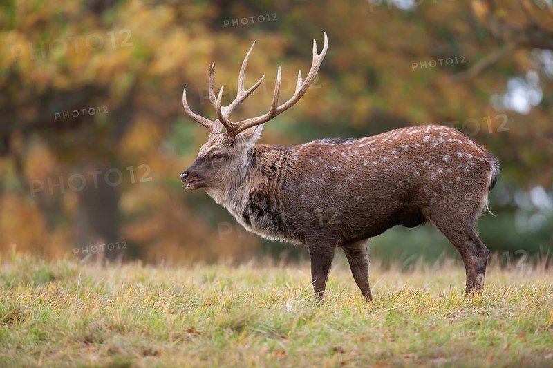 Sika deer (Cervus nippon) adult male stag roaring during the rutting season in a woodland clearing in autumn, England, United Kingdom