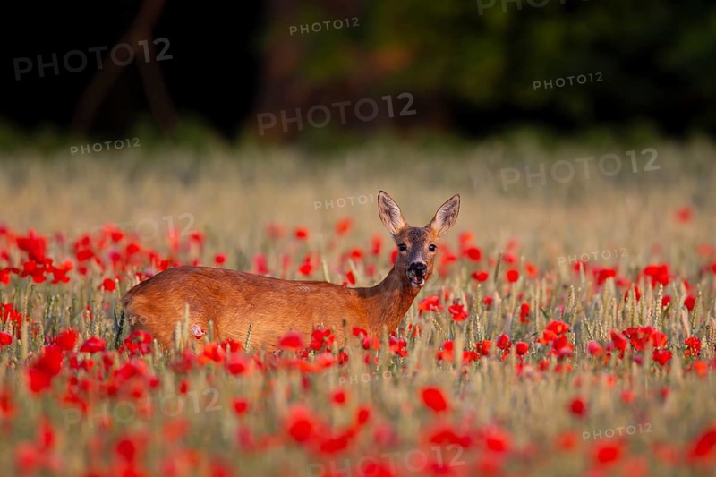 Roe deer (Capreolus capreolus) adult female doe animal feeding on a poppy flower in a farmland cereal field in summer, Suffolk, England, United Kingdom