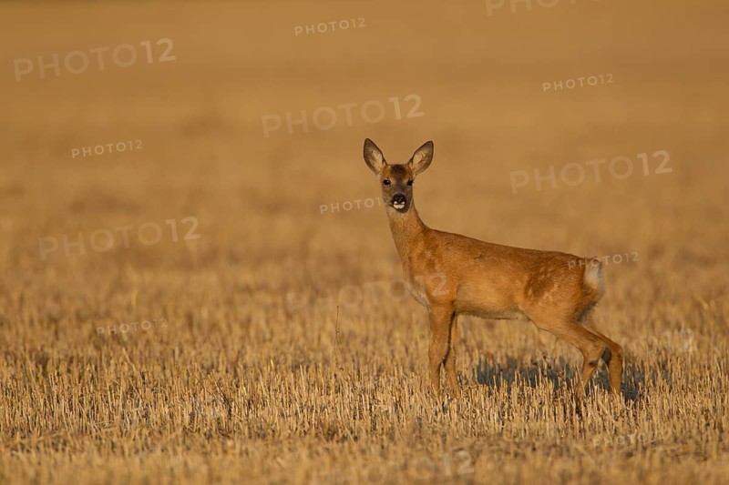 Roe deer (Capreolus capreolus) juvenile female doe fawn animal in a farmland stubble field in summer, Suffolk, England, United Kingdom