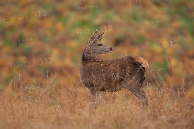 Red deer (Cervus elaphus) juvenile female hind fawn animal standing on in grassland in autumn, England, United Kingdom