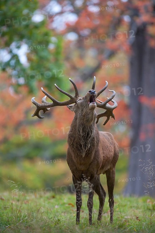 Red deer (Cervus elaphus) adult male stag animal roaring during the rutting season in autumn, England, United Kingdom