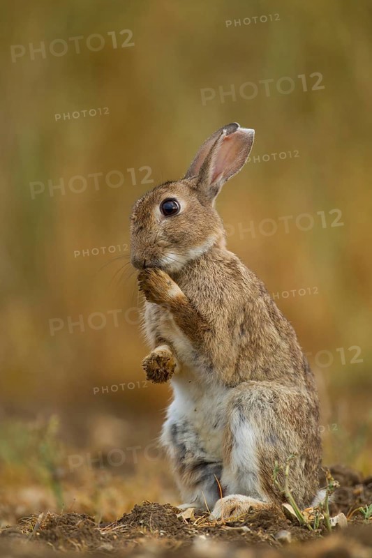 Rabbit (Oryctolagus cuniculus) adult wild bunny animal washing its foot in summer, Norfolk, England, United Kingdom