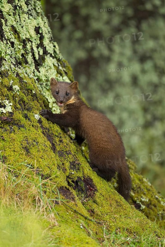 European pine marten (Martes martes) adult mustelid animal on a tree trunk in a woodland in summer, Scotland, United Kingdom