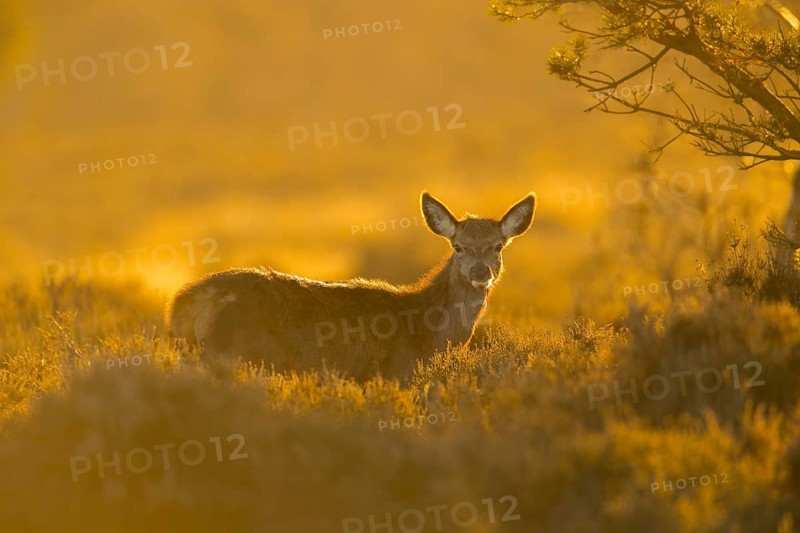 Red deer (Cervus elaphus) juvenile female hind fawn animal standing in heathland at sunset, England, United Kingdom