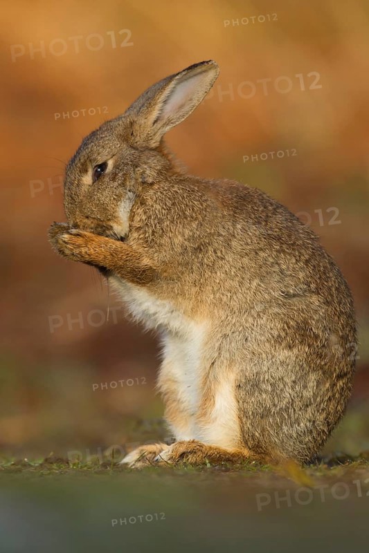 Rabbit (Oryctolagus cuniculus) adult wild bunny animal washing its face in spring, Suffolk, England, United Kingdom
