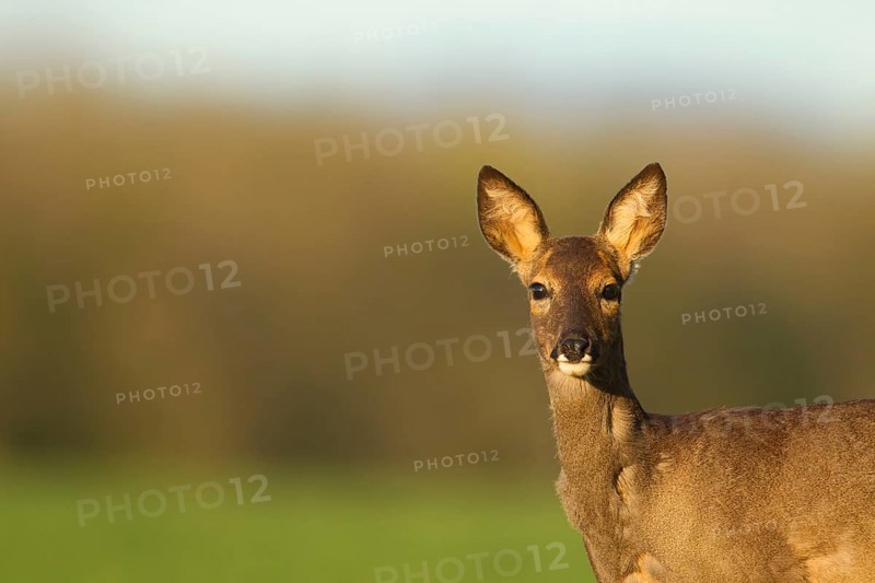 Roe deer (Capreolus capreolus) adult female doe animal head portrait in spring, Norfolk, England, United Kingdom