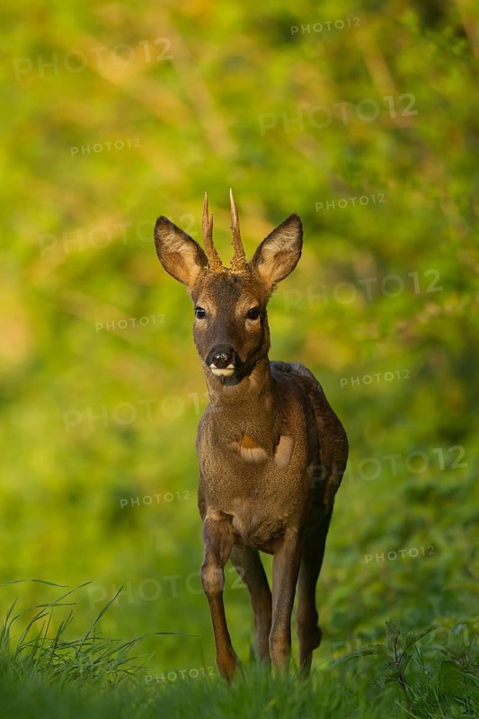 Roe deer (Capreolus capreolus) adult male roebuck buck animal walking by the side of a hedgerow in spring, Norfolk, England, United Kingdom