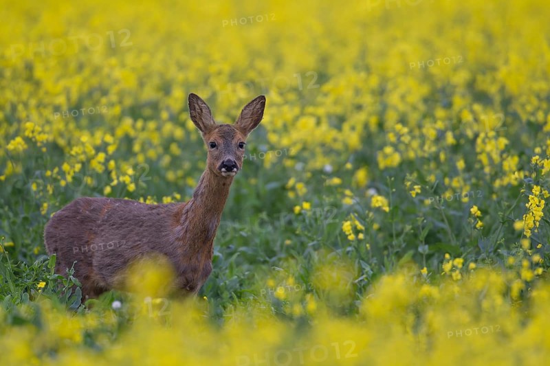 Roe deer (Capreolus capreolus) adult female doe animal standing in a yellow flowering farmland oilseed rape field in summer, Suffolk, England, United Kingdom