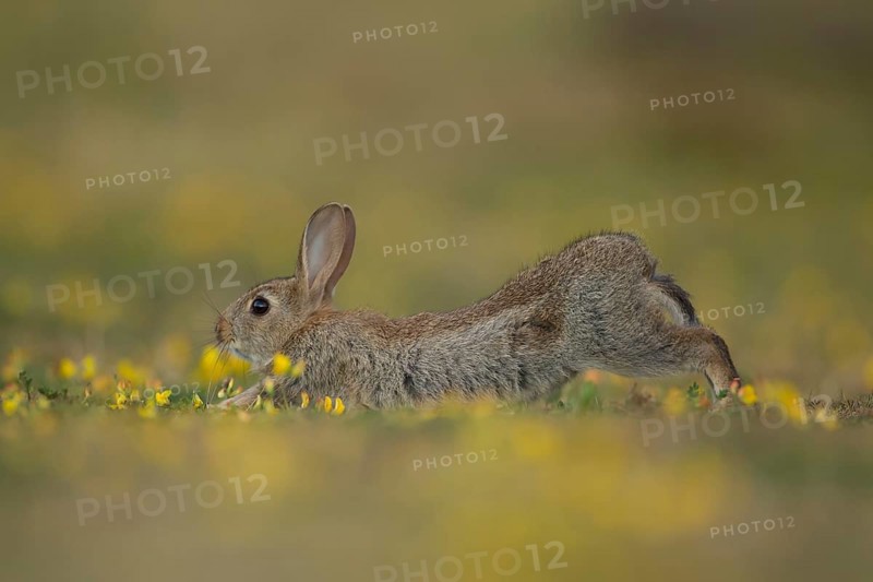 Rabbit (Oryctolagus cuniculus) adult wild bunny animal stretching or doing yoga amongst yellow wildflowers in grassland in summer, Suffolk, England, United Kingdom