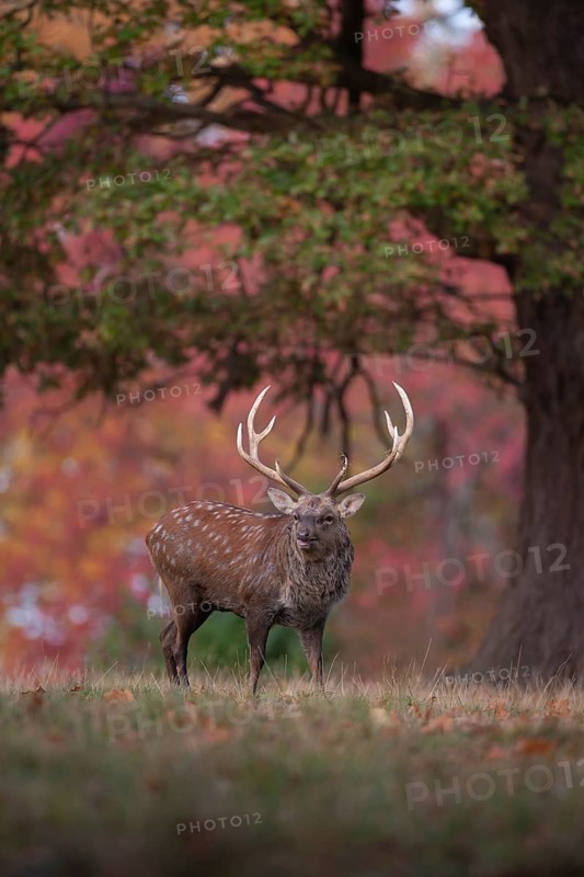 Sika deer (Cervus nippon) adult male stag roaring during the rutting season in a woodland clearing in autumn, England, United Kingdom