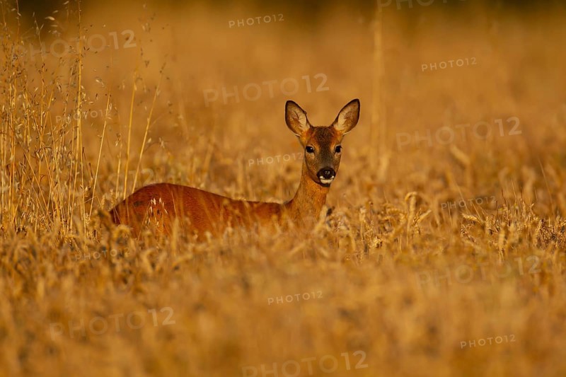 Roe deer (Capreolus capreolus) adult female doe animal standing in a farmland cereal field in summer, Suffolk, England, United Kingdom