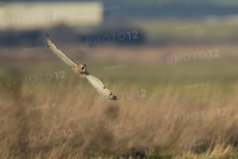 Short-eared owl (Asio flammeus) adult bird hunting in flight over grassland in winter, England, United Kingdom