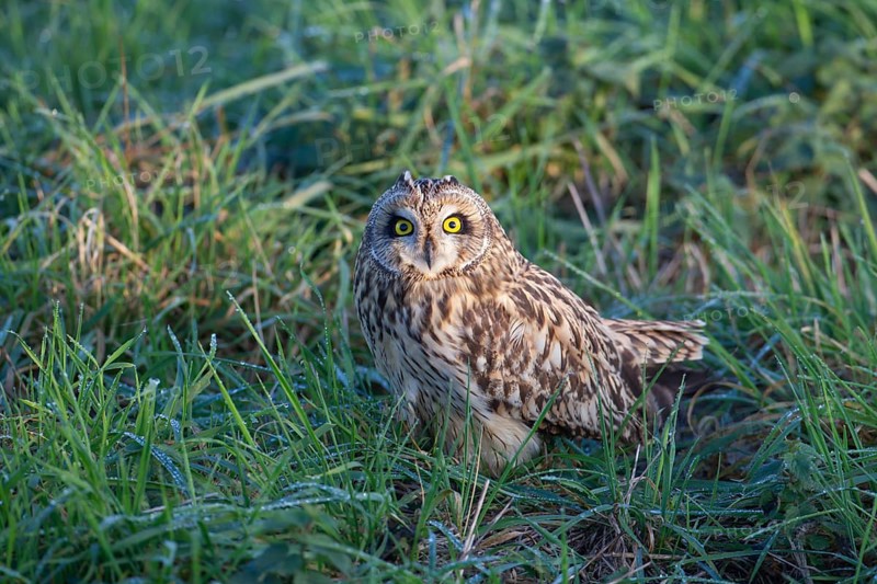 Short-eared owl (Asio flammeus) adult bird in grassland in winter, England, United Kingdom