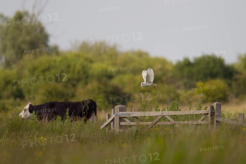 Barn owl (Tyto alba) adult bird hunting over a meadow with a cow farm animal in the background, England, United Kingdom