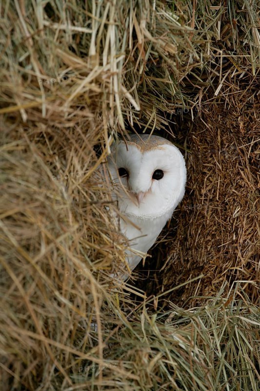 Barn owl (Tyto alba) adult bird looking out of a farm straw bale haystack, England, United Kingdom